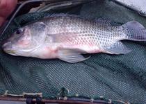 Investigadores de la Universidad de Sevilla analizan la toxicidad en el pescado de consumo común