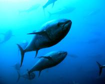 La Junta ultima una postura conjunta para el mantenimiento de cuotas de atún rojo hasta 2013