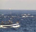 Junta y sector acercan posturas para acordar un plan de gestión de la pesca de cerco en el Golfo de Cádiz