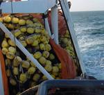 Junta y sector pesquero del Mediterráneo buscan medidas conjuntas para seguir con la gestión sostenible del caladero