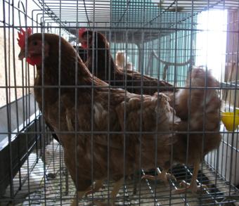 La adaptación de jaulas cuesta 600 millones de euros al sector avícola español
