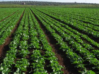 La agroindustria ecológica se incrementa un 22% en el año 2010 en Andalucía