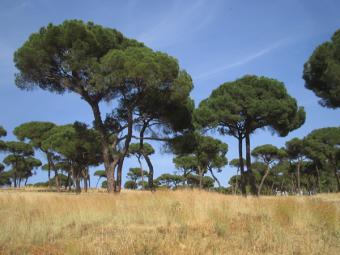 La biomasa forestal, una de las fuentes de energía renovable con mayor potencial de desarrollo en Andalucía