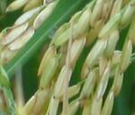 La campaña de recolección de arroz concluye en las CC.AA. con precios en origen a la baja