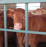 La CE admite dificultades para limitar la duración del transporte de ganado