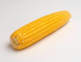 La CE aprueba el uso de más maíz transgénico y algodón en alimentos y piensos