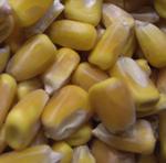 La CE autoriza el uso de tres tipos de maíz transgénico para alimentos y piensos