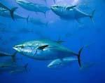 La CE está dispuesta a proponer un veto al atún rojo si lo reclama la ciencia