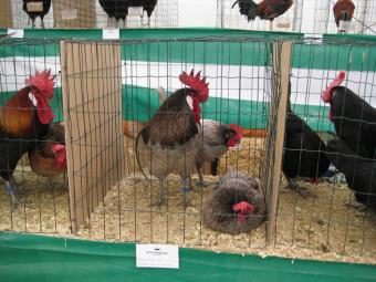 La CE expedientará a España y otros países por la ley sobre gallinas ponedoras