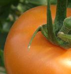 La CE investiga si Marruecos respeta el acuerdo en la importación de tomates