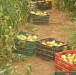 La CE y Marruecos han concluido la negociación del nuevo acuerdo agrícola