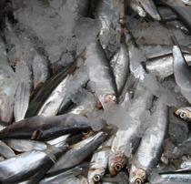 La comercialización de pescado en Andalucía supera los 150 millones de euros