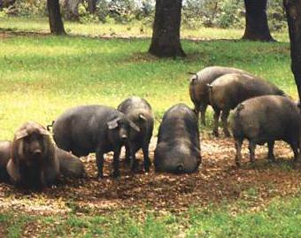 La Comisión Europea informa de que activará el almacenamiento privado en el sector del porcino de forma inmediata