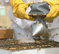 La Eurocámara pide aumentar las ayudas a la apicultura a partir de 2013
