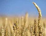 La IGC eleva la previsión de producción mundial de cereales hasta 1.808 millones de toneladas