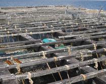 La Junta impulsa 130 proyectos para mejorar la comercialización de productos pesqueros y acuícolas