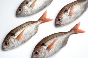 La Junta pide a la UE que interceda ante países terceros para regular la pesca del voraz