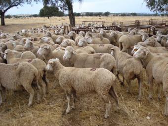 La Junta pone en valor la actividad sostenible de los pastores