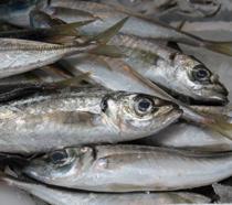 La Junta publica un estudio sobre las lonjas y la actividad económica ligada a la pesca