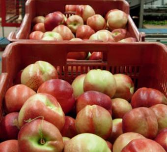 La Junta refuerza los controles de comercialización de frutas y hortalizas frescas