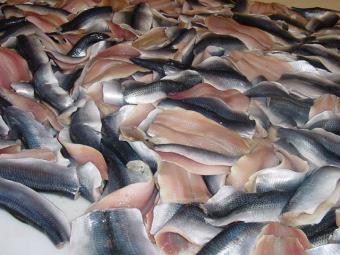 La Junta respalda con 3,7 millones la nueva planta de subproductos pesqueros de Tarifa