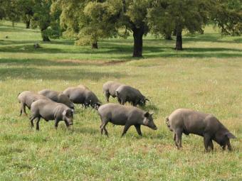 La norma de calidad del cerdo ibérico, fundamental para preservar la Dehesa