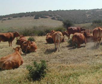 La OIE adopta un acuerdo pionero sobre el bienestar del ganado bovino