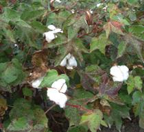La producción andaluza de algodón casi se ha duplicado, con 125.000 toneladas