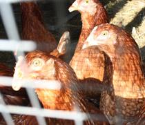 La producción de carnes de ave baja en España y sube la de huevos en 2010