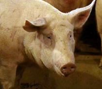 La Secretaria General de Medio Rural subraya el carácter innovador y competitivo del sector porcino español