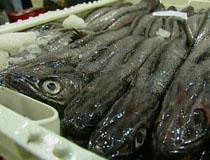 La Secretaría General del Mar aborda con el sector y las CCAA las posibilidades de pesca del stock de merluza sur para 2011