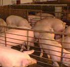 La subida de los piensos ralentiza la recuperación del sector porcino