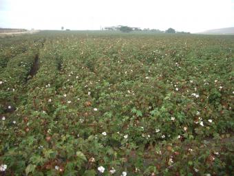 La superficie sembrada de algodón aumenta un 9,5% esta campaña