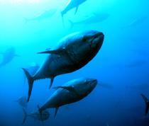 La UE acuerda una posición abierta sobre las cuotas de pesca del atún rojo