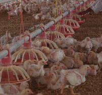 La UE aplica las exigencias para mejorar el bienestar de los pollos