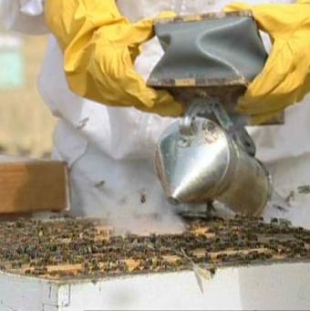 La UE busca una explicación al misterioso síndrome que hace desaparecer a las abejas