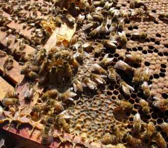 La UE se compromete a tomar medidas para proteger la salud de las abejas