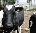 La única lechería robotizada de Andalucía aumenta la producción de las vacas