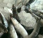 Las exportaciones almerienses de pescado crecen un 94% hasta julio