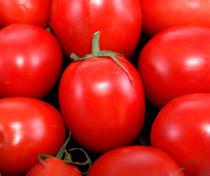Las lluvias han provocado que se reduzca un 50% la producción de tomate
