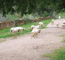 Las organizaciones agrarias achacan la subida del precio del ovino a la escasez de producción