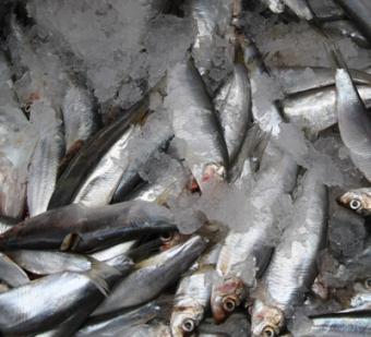 Las ventas de pescado y marisco en Navidad caerán entre un 15-20% en valor