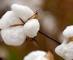 Los algodoneros afrontan una recolección marcada por la fusión de las desmotadoras y las plagas