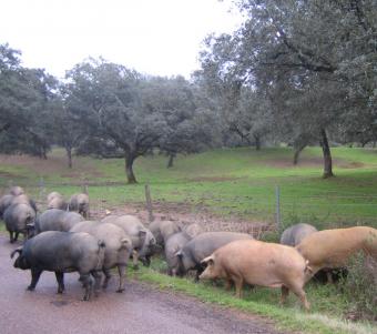 Los bajos precios de los cerdos hacen peligrar los jamones de bellota