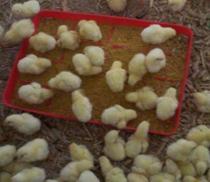 Los científicos de la UE piden mejorar las condiciones de cría de los pollos
