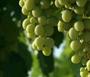 Los españoles consumirán 2 millones de uvas en Nochevieja, tradición desde 1889