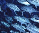 Los países de la Unión Europea rechazan reducir un 50 por ciento las capturas de atún rojo