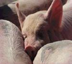 Los precios del porcino bajarán en la Unión Europea en el cuarto trimestre