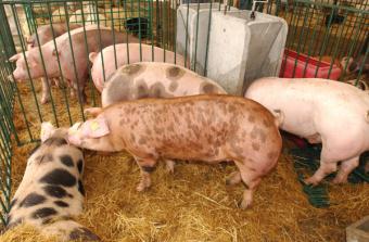 Los productores de porcino piden que el Gobierno defienda las ayudas para el sector en la nueva PAC