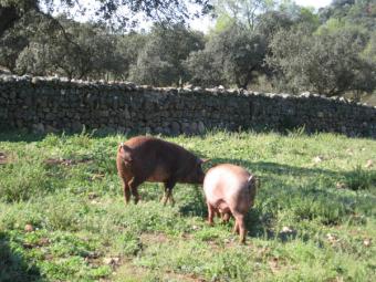 Los productores prevén que el número de cerdos ibéricos baje un 20% en esta montanera